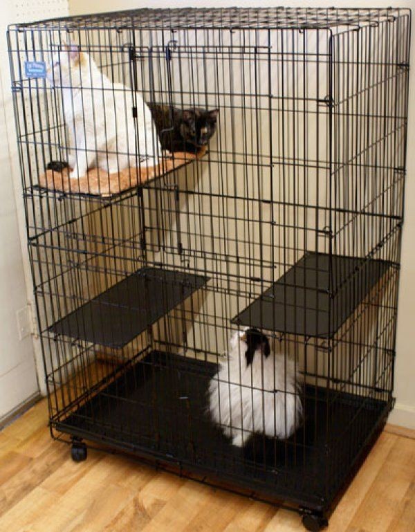 large wire cat cage